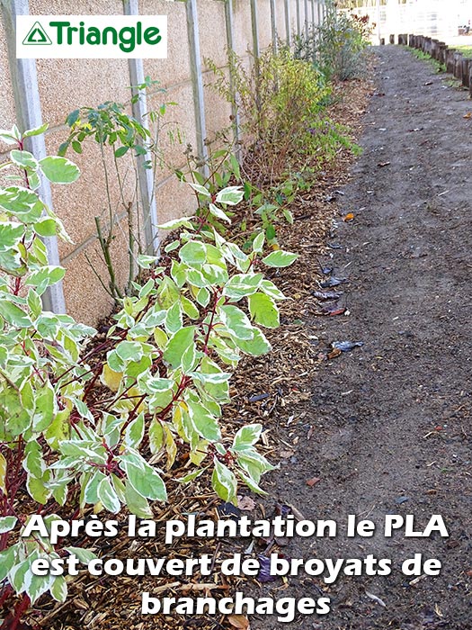 Mise en place du feutre de paillage PLA